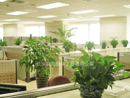 苗景園林-辦公室擺放植物的技巧有哪些